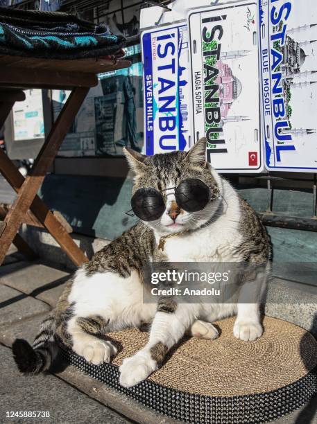 Cat, named 'Sulo', is seen in Istanbul's Sultanahmet Square wearing sunglasses, in Turkiye, on December 30, 2022.