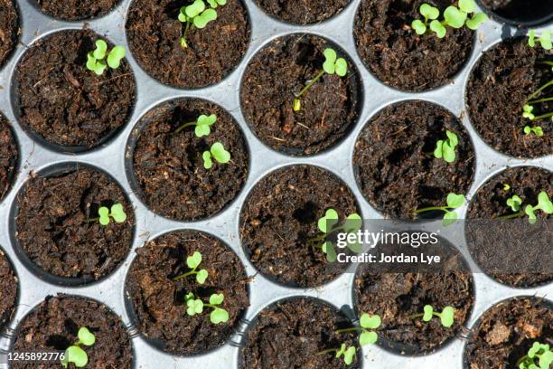 saplings in plastic trays - micro finance stock pictures, royalty-free photos & images