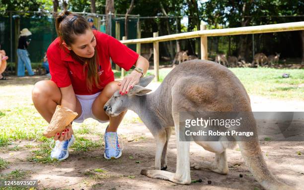 Belinda Bencic of Switzerland feeds a kangaroo during a visit to Lone Pine Koala Sanctuary on Day 3 of the United Cup at Pat Rafter Arena on December...