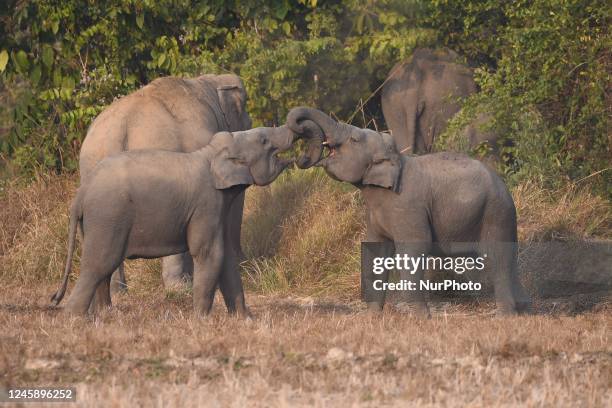 Herd of wild elephants gathers near a field in search of food at a village in Nagaon district, in the northeastern state of Assam, India on Dec...