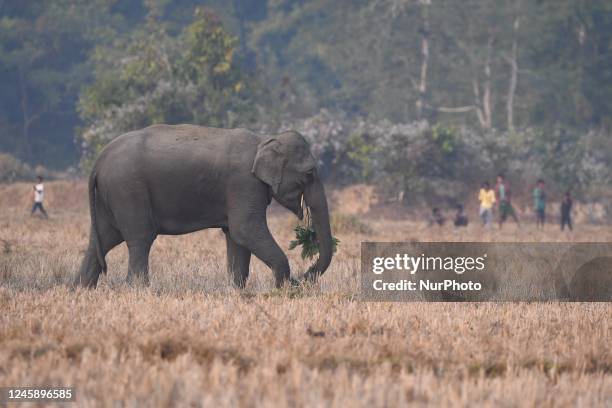 Wild elephant gathers near a field in search of food at a village in Nagaon district, in the northeastern state of Assam, India on Dec 30,2022.