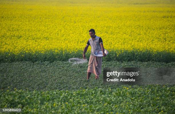 Farmer csatters fertilizer on his mustard agricultural field on December 30, 2022 in Barpeta, India.