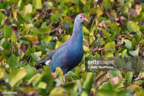 Purple moorhen also known as purple swamphen is seen at Hahila Lake Wetland in Nagaon District of Assam on Dec 31,2022.