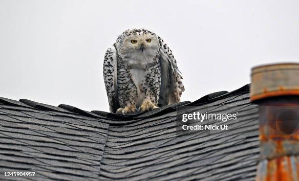 December 31: A snowy owl also known as the polar owl is seen on a roof on December 31, 2022 in CYPRESS, CA. Crowds of bird-watchers have been...