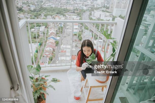het leven van de stad van zuidoost-aziatisch mooie vrouw die boompot 1 schildert - cheese top view stockfoto's en -beelden