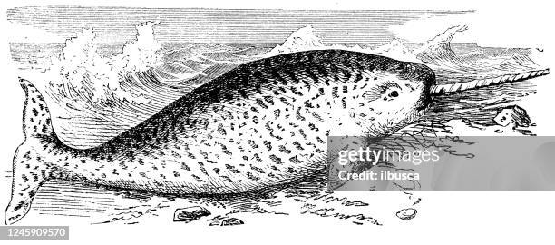 antique illustration: narwhal - narwhal stock illustrations