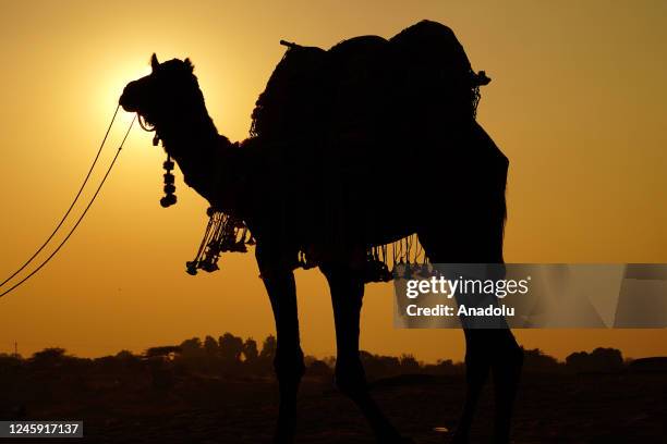 Silhouettes of Indian tourists are seen as they enjoying camel safari during the year's last sunset in Desert of Pushkar, Rajasthan, India on...