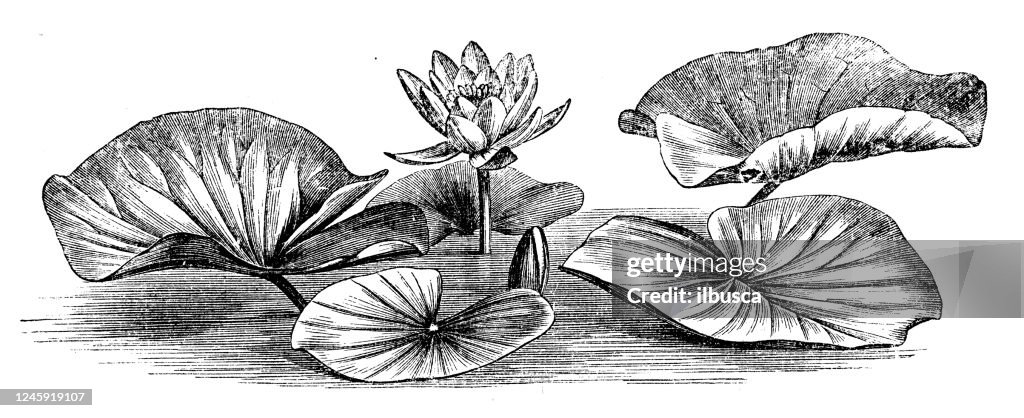 Antique botany illustration: Nymphaea alba, white water lily