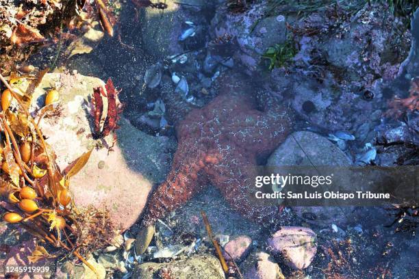 An ochre sea star found at Estero Bluffs State Park north of Cayucos, California, on Dec. 22 is one of few remaining in the tidepools after sea star...