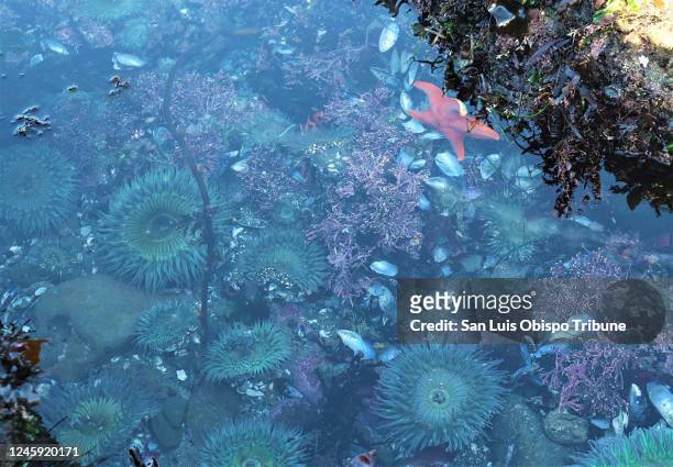 Bat star, top right, hangs out in a tidepool at Estero Bluffs State Park north of Cayucos, California, on Dec. 22, 2022.