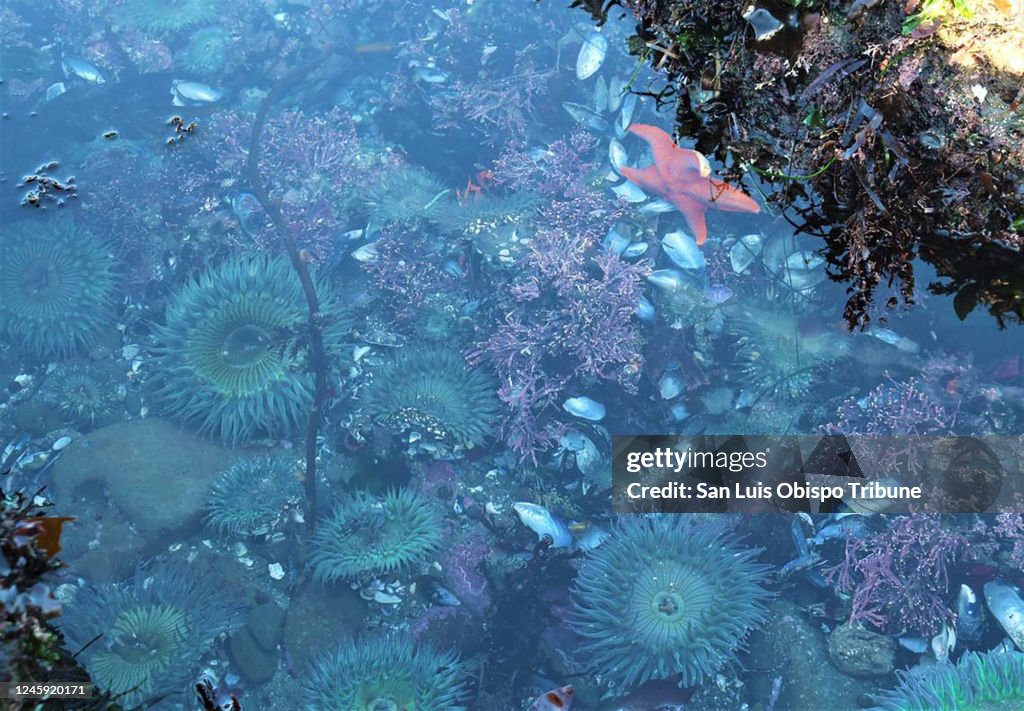 US-NEWS-ENV-CALIF-SEASTARS-1-SO
