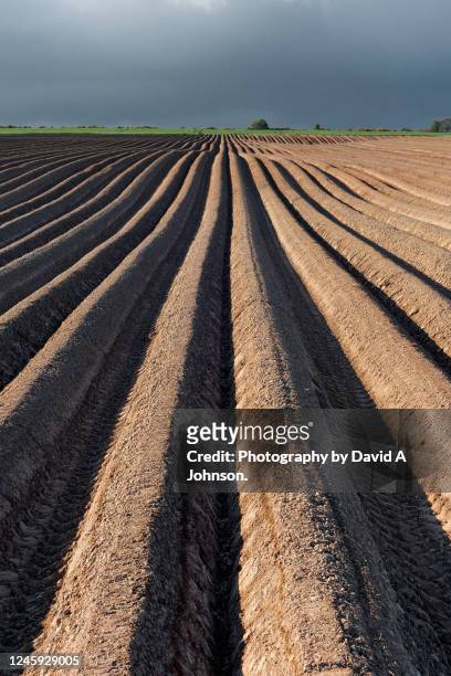 potato furrows on cromarty-scotland. - ploughed field stock pictures, royalty-free photos & images