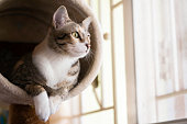 Closeup shorthair cat sitting on cat tree or condo