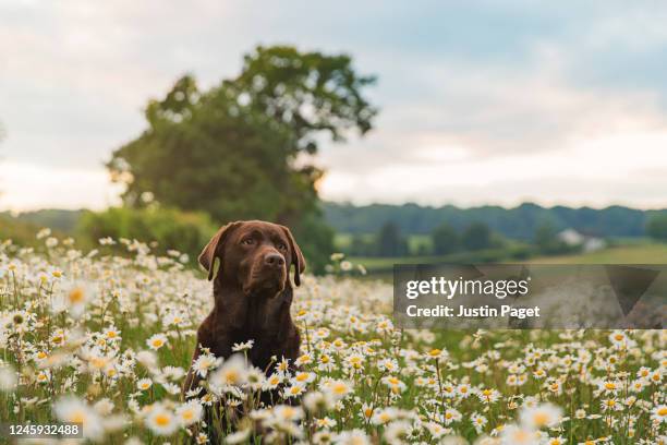 chocolate labrador in field of daisies at sunset - prairie dog photos et images de collection