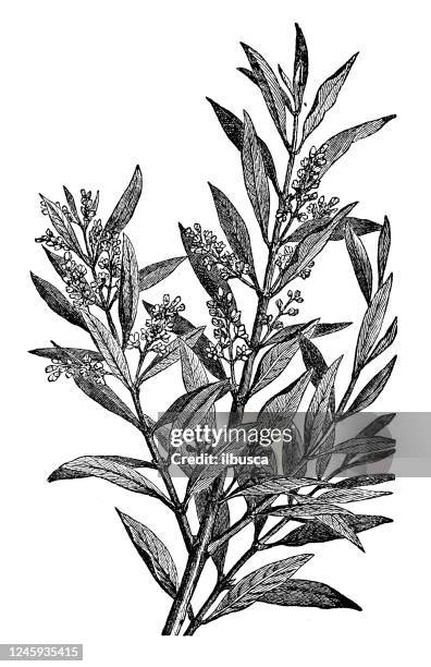 674点のオリーブの枝イラスト素材 Getty Images 674点のオリーブの枝イラスト素材 Getty Images