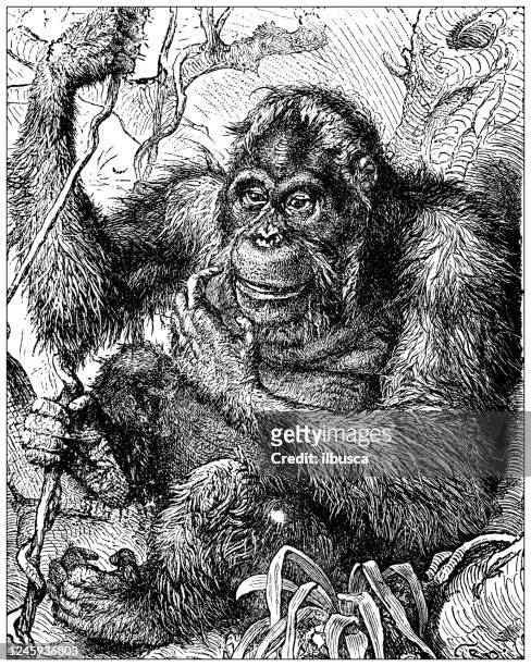 bildbanksillustrationer, clip art samt tecknat material och ikoner med antik illustration: orangutang - orangutang