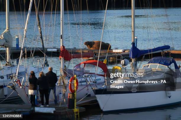 People look at a walrus at the Royal Northumberland Yacht Club in Blyth. The sighting follows a similar one of the marine mammal in Scarborough which...