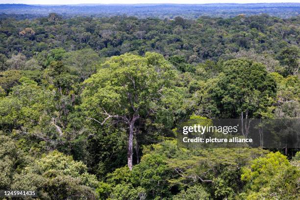 January 2023, Brazil, Manaus: A tree stands in the rainforest and can be seen from the tower of the Amazon Tall Tower Observatory . In the tropical...
