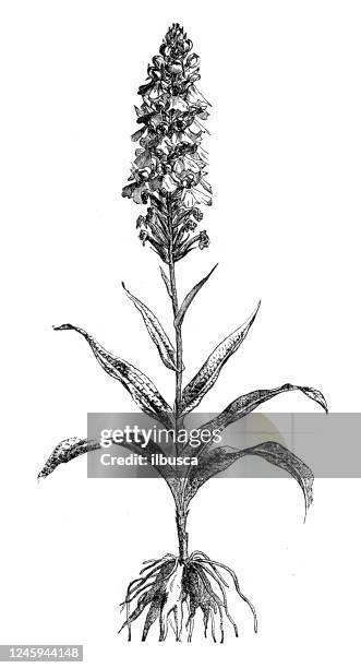 antique botany illustration: dactylorhiza maculata, heath spotted-orchid - common spotted orchid stock illustrations