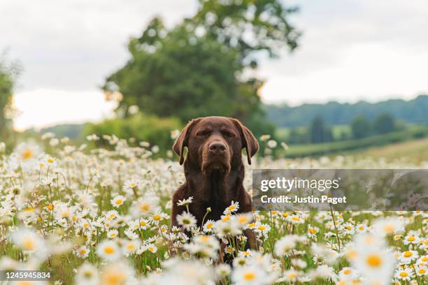 cute dog meditating in field of daisies - trained dog fotografías e imágenes de stock