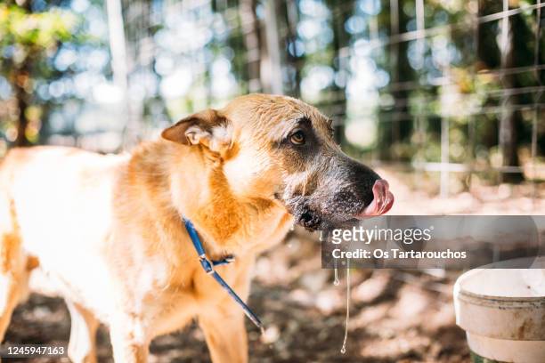 dog licking and drooling after drinking water - saliva foto e immagini stock