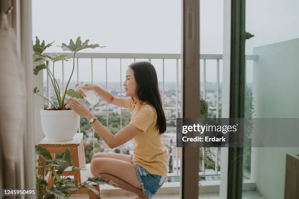 young woman watering her plant at her small apartment - watering plant stock pictures, royalty-free photos & images