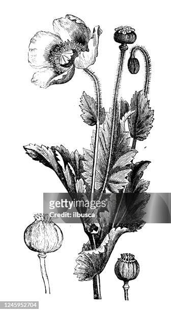 bildbanksillustrationer, clip art samt tecknat material och ikoner med antik botanik illustration: vallmo - poppy plant
