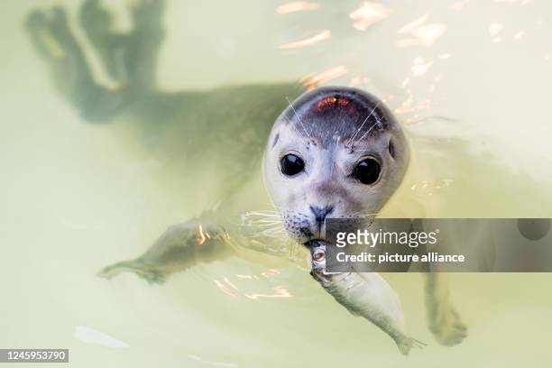 December 2022, Lower Saxony, Norddeich: The young seal "Ouzo" swims through a pool of the seal station with a fish in its mouth. Last year, the seal...