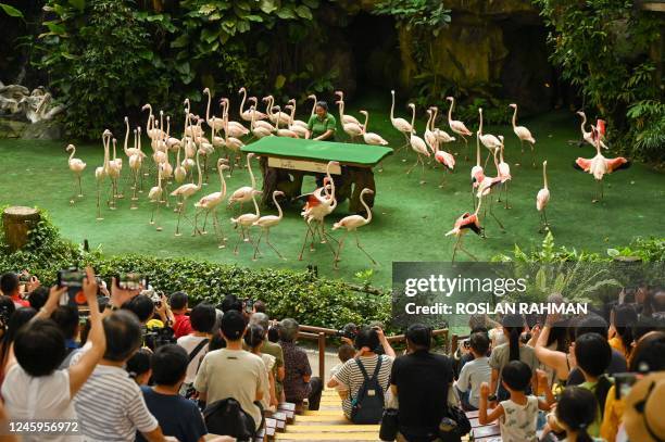 Flamingos perform in a show at Jurong Bird Park, during its final day of operations before the aviary closes and the birds are moved to a new park...