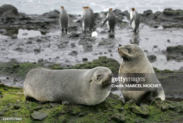 Photo prise le 01 juillet 2007 de deux otaries des Kerguelen sur l'île de la Possession dans l'archipel des Crozet . Two sea lions from Kerguelen are...