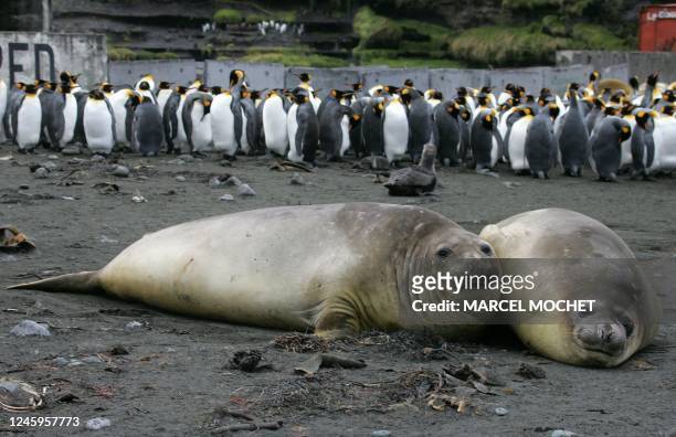 The colony of king penguins and two elephants seal are pictured 01 July 2007 on Possession Island in the Crozet archipelago in the Austral seas. AFP...