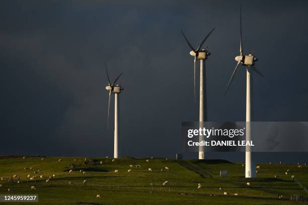 Sheep graze next to wind turbines at an onshore wind farm in Llandinam, central Wales, on January 2, 2023.