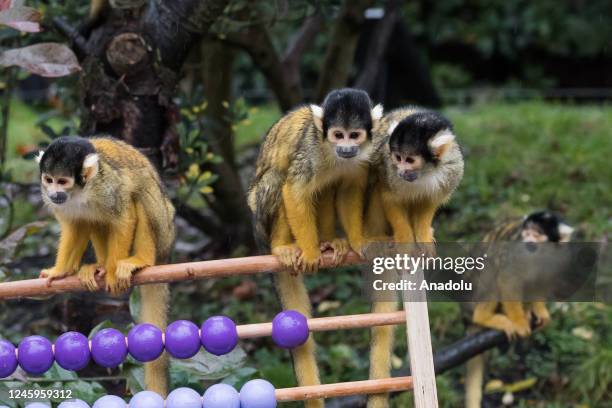 Monkey Incloser Monkey Enclosure Photos and Premium High Res Pictures - Getty Images