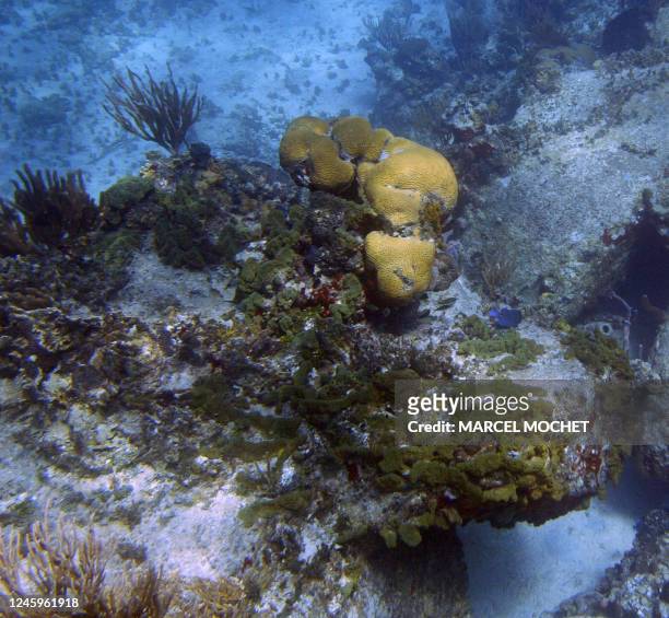 Photo sous-marine, de patates de corail et d'éponges, prise le 03 mai 2006 au large de l'île de Saint-Barthélémy. Underwater photo taken 03 May 2006,...