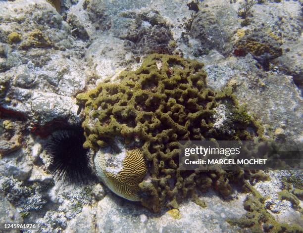 Photo sous-marine, prise le 03 mai 2006 au large de l'île de Saint-Barthélémy d'une patate de corail. Underwater photo taken 03 May 2006, off the...