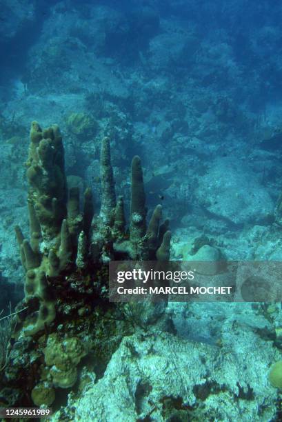 Photo sous-marine, prise le 03 mai 2006 au large de l'île de Saint-Barthélémy de patates de corail. Underwater photo taken 03 May 2006, off the shore...