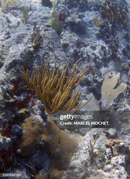 Photo sous-marine, prise le 03 mai 2006 au large de l'île de Saint-Barthélémy de patates de corail. Underwater photo taken 03 May 2006, off the shore...