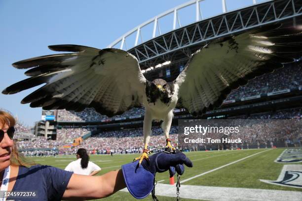 Seattle Seahawks mascot on the sidelines during an NFL game in Seattle, Washington Sunday, Sept. 16, 2012.