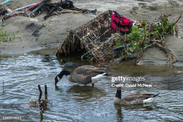 Canada geese swim the Los Angeles River, which is stripped of vegetation that once sheltered homeless encampments by previous storms, as seen before...