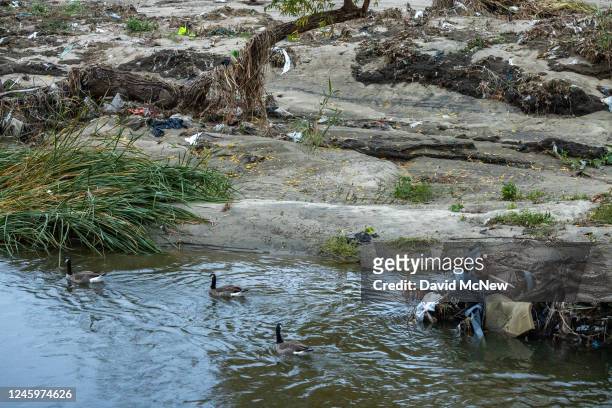 Canada geese swim the Los Angeles River, which is stripped of vegetation that once sheltered homeless encampments by previous storms, as seen before...