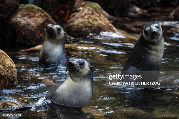 This photograph taken on December 28, 2022 shows subantarctic fur seals inside the crater of the Saint Paul Island, part of the French Southern and...