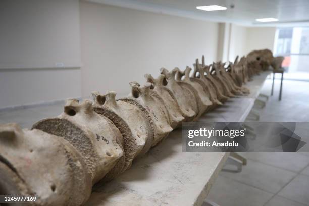 The skeleton of a long whale, known as the second longest whale in the world, under threat of extinction, which washed ashore in Iskenderun Harbor on...