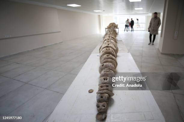 The skeleton of a long whale, known as the second longest whale in the world, under threat of extinction, which washed ashore in Iskenderun Harbor on...