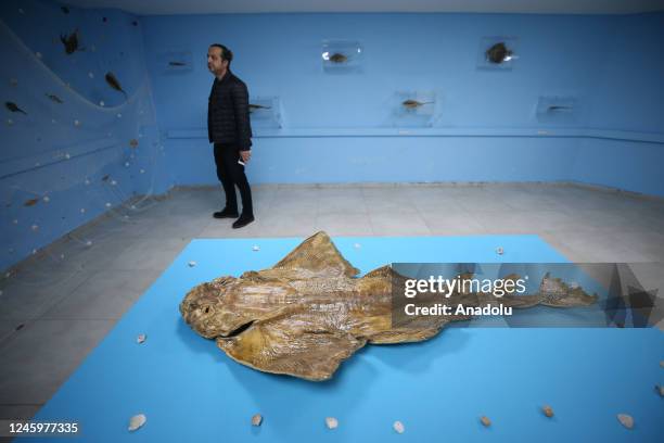 Fish mummy is seen in the underwater museum where it will be exhibited in Hatay, Turkiye on December 28, 2022. Nearly 250 fish, including the...