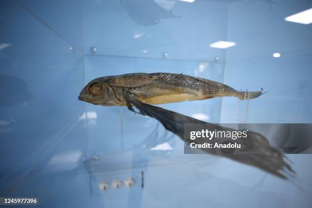 Fish mummy is seen in the underwater museum where it will be exhibited in Hatay, Turkiye on December 28, 2022. Nearly 250 fish, including the...