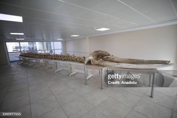 The skeleton of a long whale, known as the second longest whale in the world, under threat of extinction, which washed ashore in Iskenderun Harbor on...