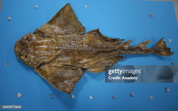 Fish mummy is seen in the underwater museum where it will be exhibited in Hatay, Turkiye on December 28, 2022. Nearly 250 fish, including the...