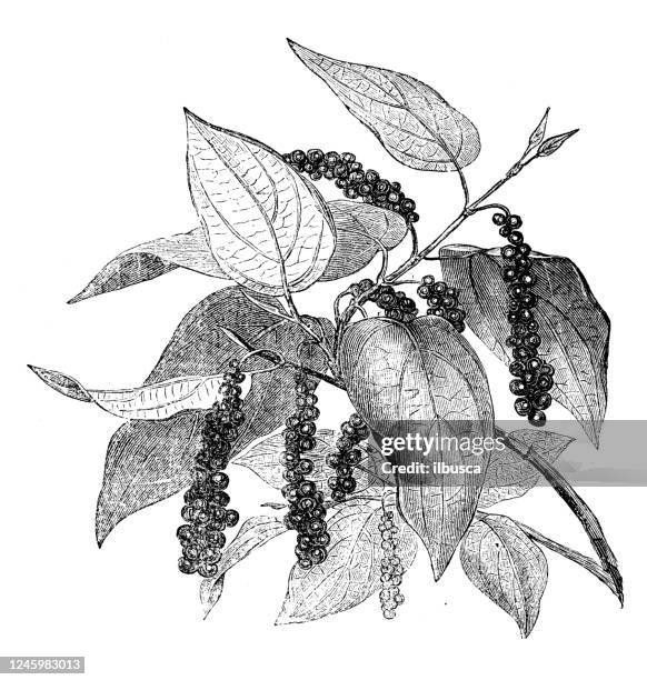 bildbanksillustrationer, clip art samt tecknat material och ikoner med antik botanik illustration: svartpeppar växt - peppar