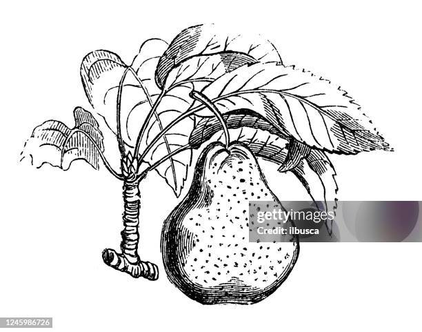 antique botany illustration: pear - pear tree stock illustrations
