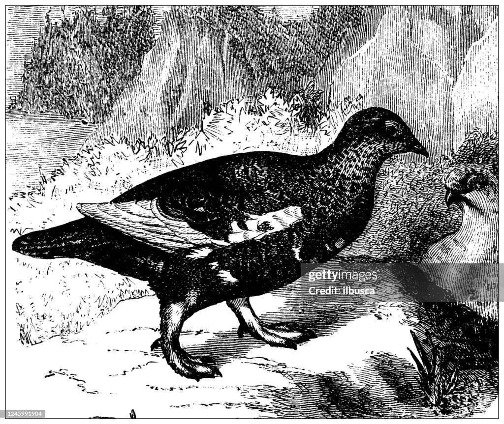 Antique illustration: rock ptarmigan (Lagopus muta)